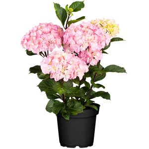 Bauernhortensie Soft Pink Salsa Rosa Höhe ca. 30 - 40 cm Topf ca. 5 l