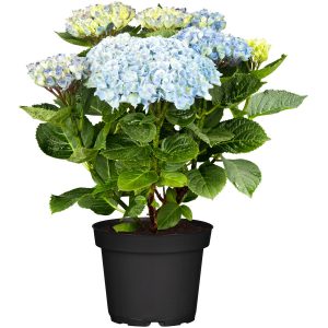 Ballhortensie Magical Revolution Blau Höhe ca. 30 - 40 cm Topf ca. 5 l