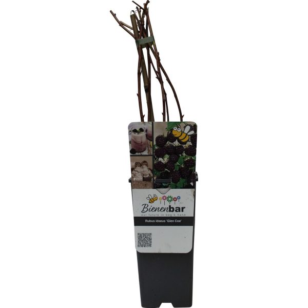 GROW by OBI Himbeere Glen Coe Rosa-Violett Höhe ca. 20-30cm Topf ca. 2 l