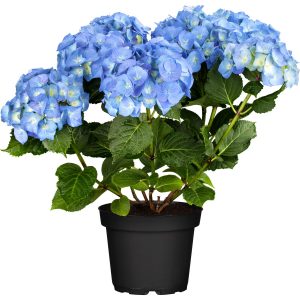OBI Bauernhortensie Happy Blue Blau Höhe ca. 30 cm - 40 cm Topf ca. 5 l