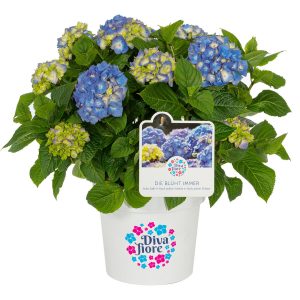 GROW by OBI Bauernhortensie Diva Fiore Blau Höhe ca. 30 cm -40 cm Topf ca. 5 l