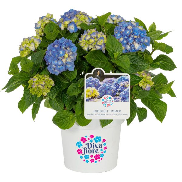 GROW by OBI Bauernhortensie Diva Fiore Blau Höhe ca. 30 cm -40 cm Topf ca. 5 l