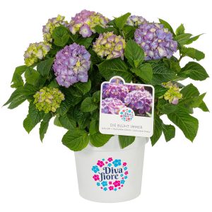 GROW by OBI Bauernhortensie Diva Fiore Violett ca. 30 cm - 40 cm