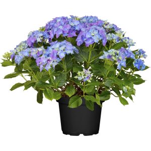 OBI Bauernhortensie Amor Blau-Lila Höhe ca. 30 - 40 cm Topf ca. 5 l Hydrangea