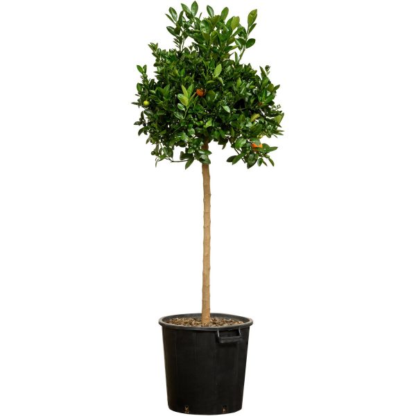 Orangenbaum Stamm XXL Calamondin ca. 140 cm - 160 cm Citrus mitis GROW by OBI