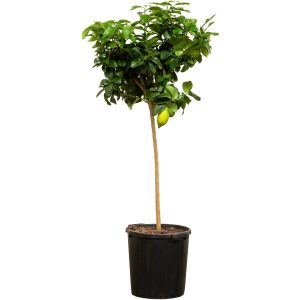 Zitronenbaum Stamm XXL ca. 140 cm - 160 cm Citrus limon GROW by OBI