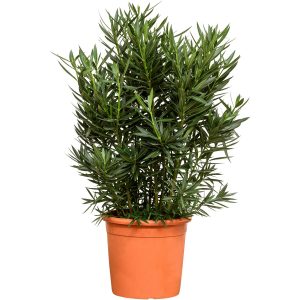 Oleander Busch XXL Rot ca. 140 cm - 160 cm Nerium oleander GROW by OBI