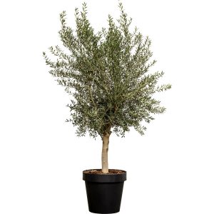 Olivenbaum XXL ca. 160 cm - 180 cm Olea europaea GROW by OBI