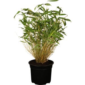 OBI Gartenbambus Höhe 30 - 60 cm Topf ca. 2 l Fargesia