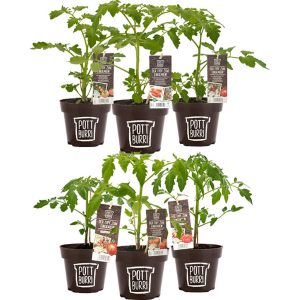 6er Set Pottburri Tomaten Bio Cookie Previa Trilly Lycopersicum