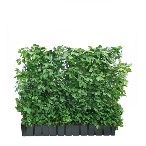 Hecke am laufenden Meter Spindelstrauch 100-120 cm