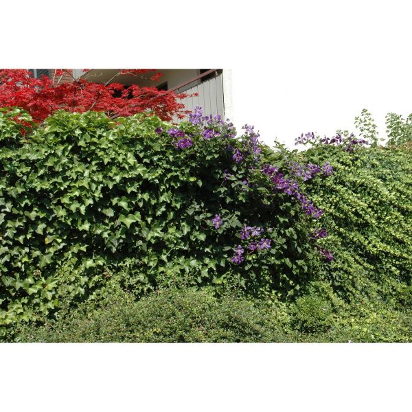 Hecke am laufenden Meter Efeu mit Clematis Violett