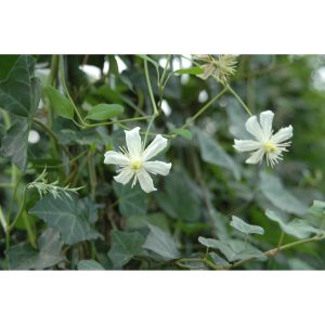 Hecke am laufenden Meter Efeu mit Clematis Weiß