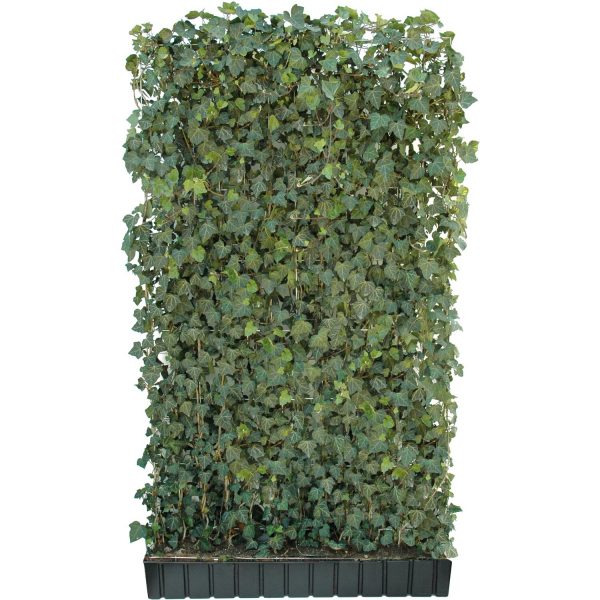 Hecke am laufenden Meter Efeu 205-120