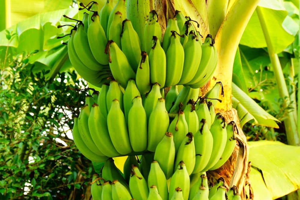 Alles über Bananen im Garten