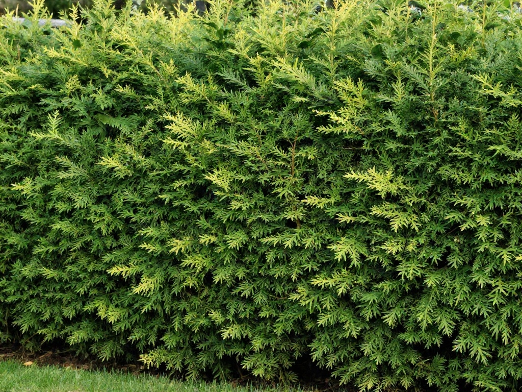 Thuja pflanzen